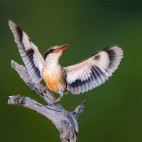 Brown-hooded kingfisher in Zimanga Private Game Reserve, South Africa.