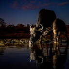 Buffalo at Zimanga Private Game Reserve in South Africa.