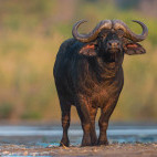 Cape buffalo in Zimanga Private Game Reserve, South Africa.
