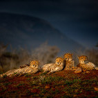 Cheetah at Zimanga Private Game Reserve in South Africa.