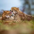 Cheetah at Zimanga Private Game Reserve in South Africa.