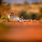 Cheetah at Zimanga Private Game Reserve in South Africa.