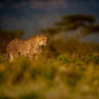 Cheetah at Zimanga Private Game Reserve in South Africa.