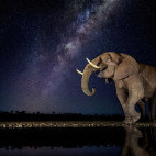 Elephant at night in Zimanga Private Game Reserve in South Africa.