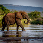 Elephant at Zimanga Private Game Reserve in South Africa.
