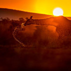 Giraffe at Zimanga Private Game Reserve in South Africa.
