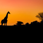 Giraffe at Zimanga Private Game Reserve in South Africa.