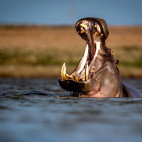 Hippo at Zimanga Private Game Reserve in South Africa.