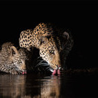 Leopard and cub at Zimanga Private Game Reserve, South Africa.