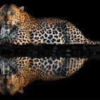 Leopard in Zimanga Private Game Reserve, South Africa.