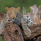 Leopard in Zimanga Private Game Reserve, South Africa