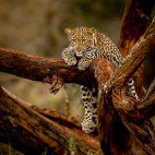 Leopard at Zimanga Private Game Reserve in South Africa.