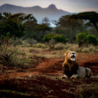 Lion at Zimanga Private Game Reserve in South Africa.