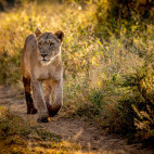 Lioness at Zimanga Private Game Reserve in South Africa.