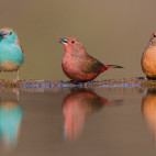 Male blue waxbill and male and female Jameson's firefinch at Zimanga Private Game Reserve, South Africa.