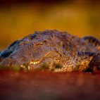 Nile crocodile at Zimanga Private Game Reserve in South Africa.