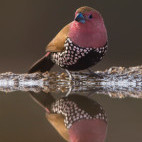 Pink-throated twinspot at Zimanga Private Game Reserve, South Africa.
