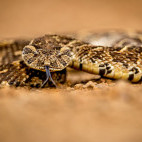 Puff adder at Zimanga Private Game Reserve in South Africa.