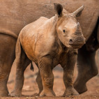 Rhino in Zimanga Private Game Reserve, South Africa.