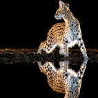 Serval at Zimanga Private Game Reserve, South Africa.