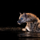 Spotted hyena in Zimanga Private Game Reserve, South Africa.