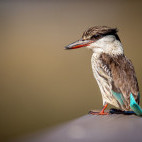 Striped kingfisher at Zimanga Private Game Reserve in South Africa.