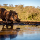 Warthog at Zimanga Private Game Reserve in South Africa.