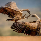 White-backed vulture at Zimanga Private Game Reserve in South Africa.