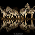 Zebra at Zimanga Private Game Reserve, South Africa.