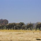 Elephants in Hwange National Park, Zimbabwe.