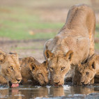 Lions at a waterhole in Namibia