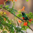Sunbird
