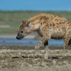 Adult spotted hyena near Ndutu, Ngorongoro Conservation Area in Tanzania.