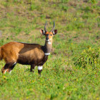 Bushbuck in Arusha, Tanzania