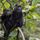 Skye's blue monkey in Arusha, Tanzania
