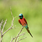 Northern carmine bee-eater in Selous Game Reserve, southern Tanzania