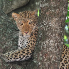 Leopard in Selous Game Reserve, southern Tanzania