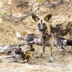 Wild dogs in Selous Game Reserve, southern Tanzania