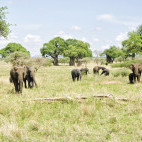 African elephants in Tarangire National Park, Tanzania