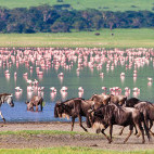 Flamingo, wildebeest and zebra at Ngorongoro crater, Tanzania