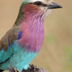 Lilac-breasted roller in Serengeti National Park, Tanzania