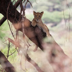 Lion cub in Manyara, Tanzania