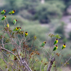 Yellow-collared lovebird in Tarangire National Park, Tanzania