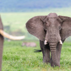 Bull African elephant in Tanzania.