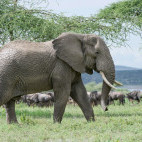 Bull African elephant in Tanzania.