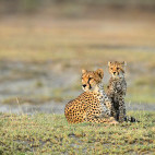 Cheetah & cub in Tanzania.
