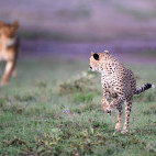 Cheetah & lion in Tanzania.