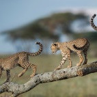 Cheetah cubs in Ngorongoro in Tanzania.