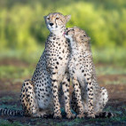 Cheetah mother with cub near Ndutu, Ngorongoro Conservation Area in Tanzania.