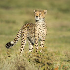 Cheetah in Tanzania.